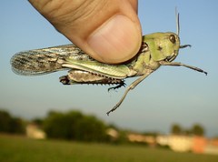 Locusta migratoria
