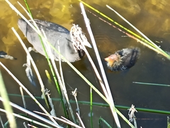 Fulica atra australis