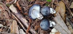 Entoloma medianox