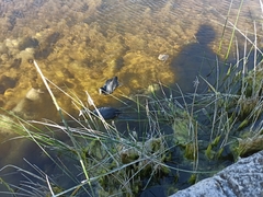Fulica atra australis