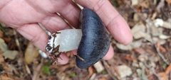 Entoloma medianox