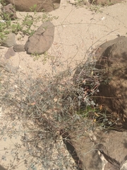 Hoffmannseggia intricata