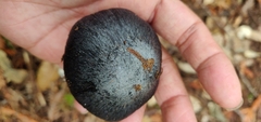 Entoloma medianox