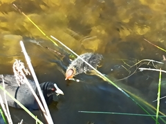 Fulica atra australis
