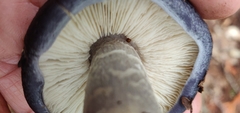 Entoloma medianox