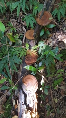 Hexagonia