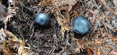 Entoloma medianox