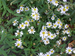 Aster