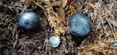 Entoloma medianox
