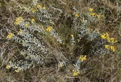 Galatella villosa