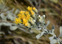 Galatella villosa