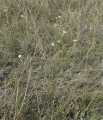 Cephalaria uralensis