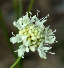 Cephalaria uralensis