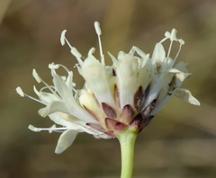 Cephalaria uralensis