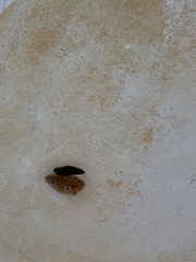 Glossiphoniidae