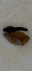 Glossiphoniidae