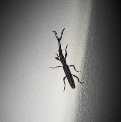 Brentinae