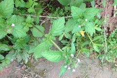Clinopodium chinense