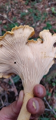 Cantharellus formosus