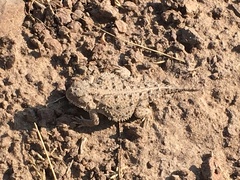 Phrynosoma douglasii