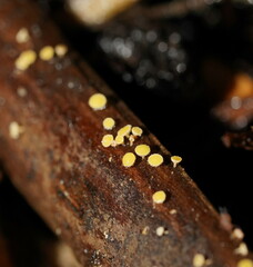 Lachnum pteridophyllum