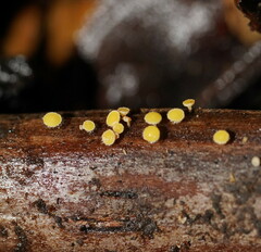 Lachnum pteridophyllum