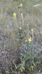 Verbascum ovalifolium