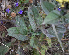 Verbascum ovalifolium