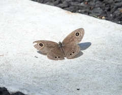Ypthima baldus