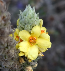 Verbascum ovalifolium