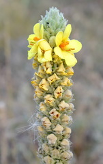 Verbascum ovalifolium