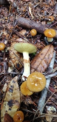 Suillus umbonatus