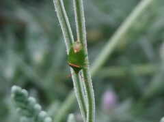 Ocirrhoe unimaculata
