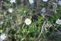Brachyscome ciliaris