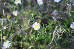 Brachyscome ciliaris