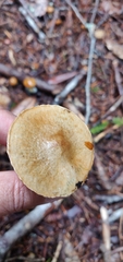 Suillus umbonatus