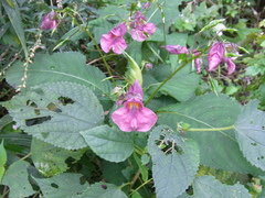 Impatiens textorii