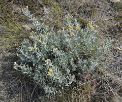 Galatella villosa