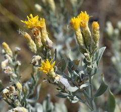 Galatella villosa