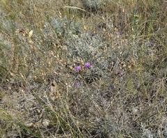 Centaurea caprina
