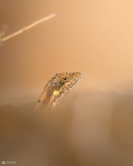 Sitana