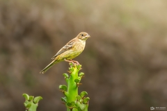 Emberiza melanocephala