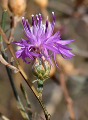 Centaurea caprina