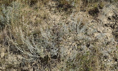 Artemisia lercheana