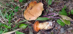 Suillus ponderosus