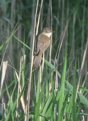 Acrocephalus australis