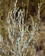 Artemisia lercheana