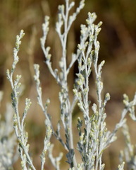 Artemisia lercheana
