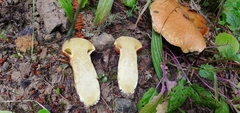 Suillus ponderosus