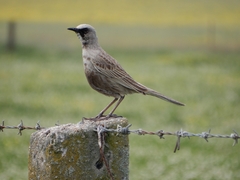 Cincloramphus cruralis